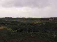 IMG_0278_640edit.jpg (251203 bytes)