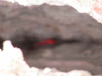 IMG_0285_640edit.jpg (190027 bytes)