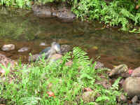 IMG_0324_640edit.jpg (380838 bytes)