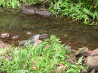 IMG_0325_640edit.jpg (378003 bytes)