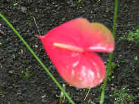 IMG_0335_640edit.jpg (324202 bytes)