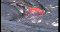 NDVD_016_640edit.jpg (154642 bytes)